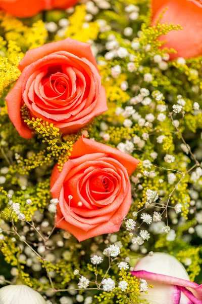 Гарні троянди в концепції святкування — стокове фото