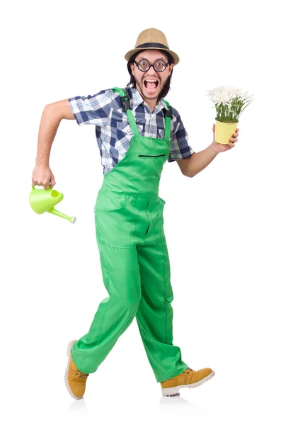 Young funny gardener with tulips and watering can isolated oin w — Stock Photo, Image