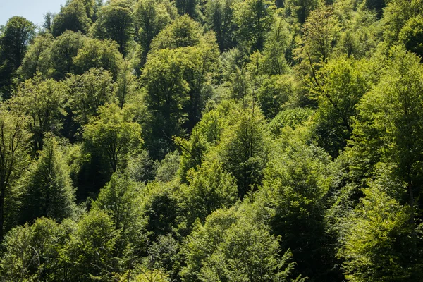 Summer forest under the sun — Stock Photo, Image