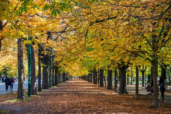 Allée avec arbres le jour de l'automne — Photo