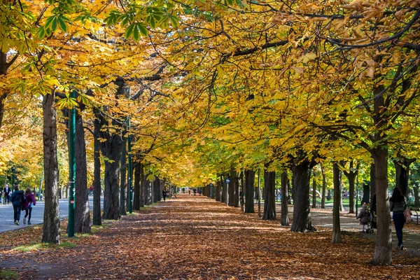 Alley con alberi il giorno di autunno — Foto Stock