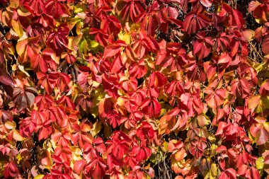 Sokak ağaçları sonbahar günü ile