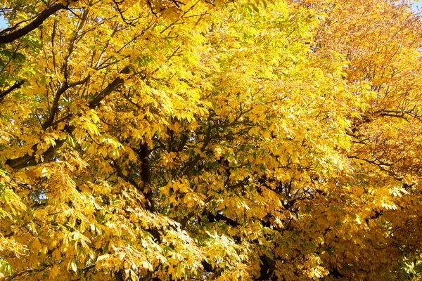 Alley with trees on autumn day — Stock Photo, Image