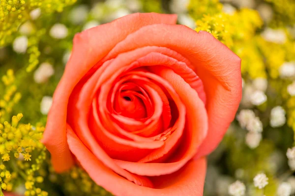 Ładne róże w koncepcji świętowania — Zdjęcie stockowe