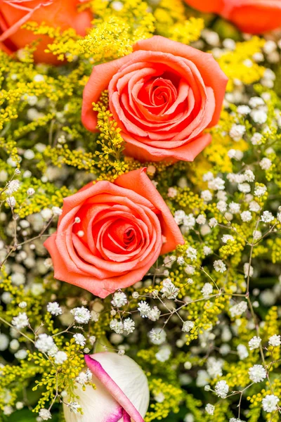 Belles roses dans le concept de célébration — Photo