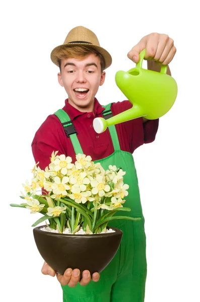 Ung trädgårdsmästare med blomma och kruka isolerad på vit — Stockfoto