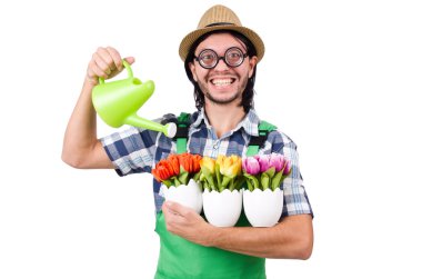 Genç komik bahçıvanla laleler ve sulama beyaz izole olabilir