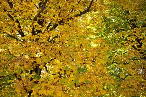 Alley with trees on autumn day — Stock Photo, Image