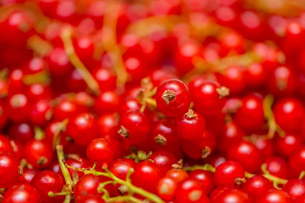 Background made of red currant berries — Stock Photo, Image