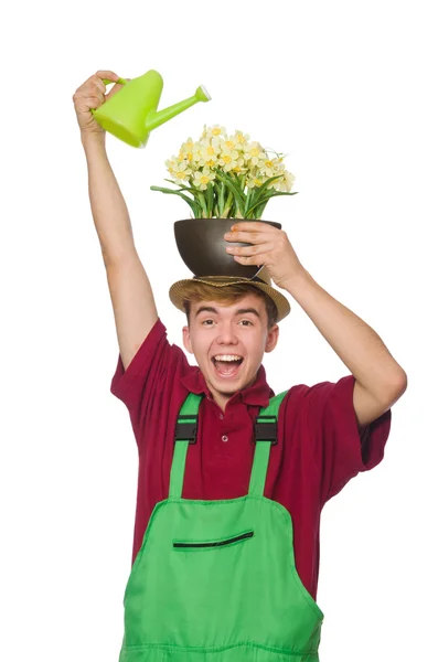 Young gardener with flower and pot isolated on white Stock Picture