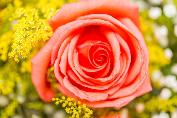 Kutlama konseptinde güzel güller — Stok fotoğraf