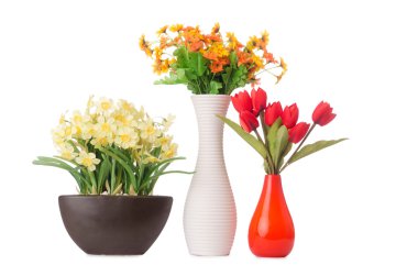 Papatya çiçekleri beyaza izole edilmiş.