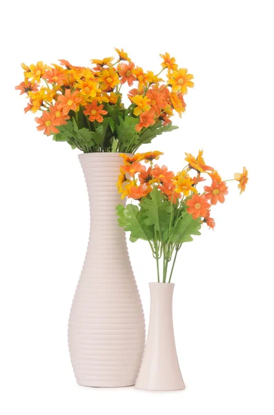 Flores de manzanilla margarita aisladas en blanco —  Fotos de Stock