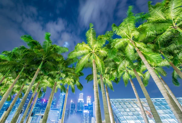 Palmy v Singapuru v noci — Stock fotografie