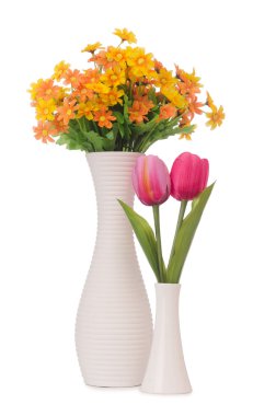 Papatya çiçekleri beyaza izole edilmiş.