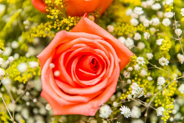 Schöne Rosen im Festkonzept — Stockfoto