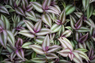 Background made of wandering jew plant clipart