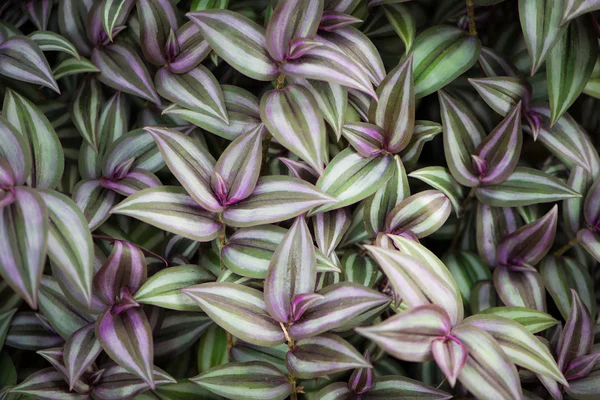 Background made of wandering jew plant — Stock Photo, Image