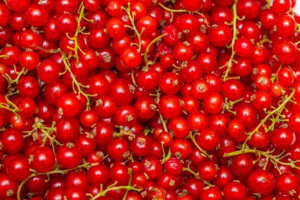 Tło z porzeczki czerwone jagody — Zdjęcie stockowe