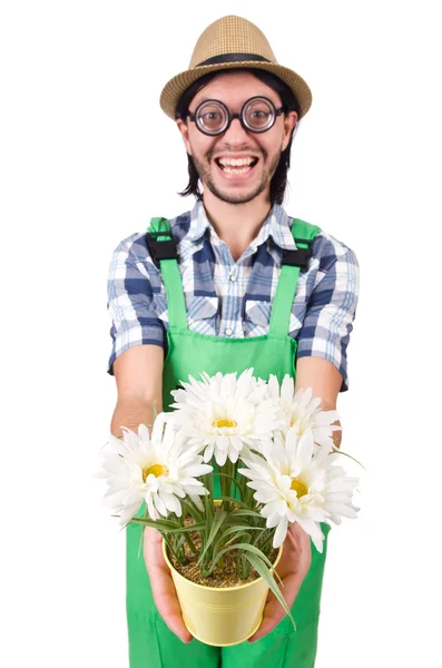 Człowiek ogrodnik z kwiatami na białym — Zdjęcie stockowe