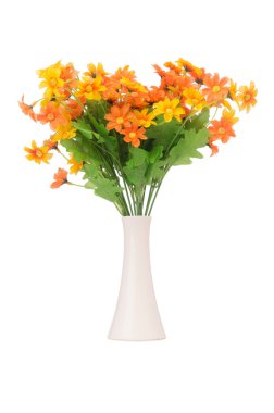 Papatya çiçekleri beyaza izole edilmiş.