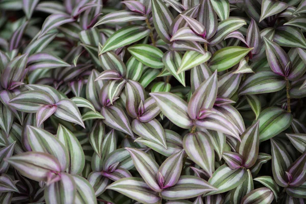 Achtergrond gemaakt van Wandelende Jood planten — Stockfoto