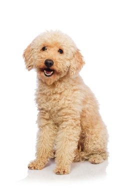 Beyaz izole güzel kaniş köpek