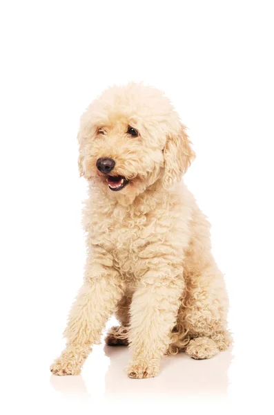 Bonito perro caniche aislado en blanco — Foto de Stock