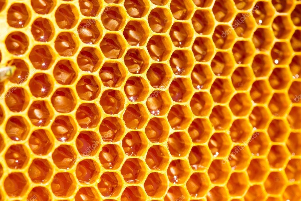 Bee honey in honeycomb — Stock Photo © kotomiti #52774035