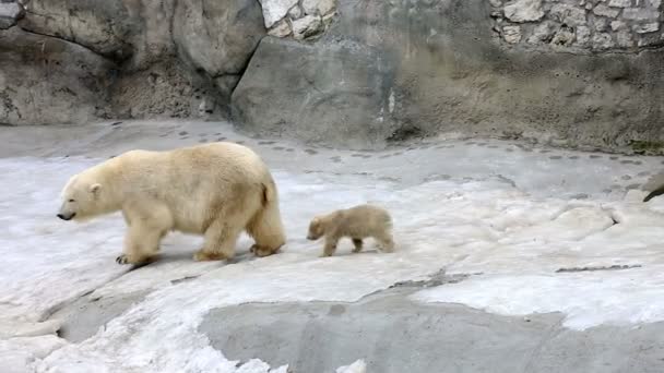 Bílý lední medvěd s dítětem