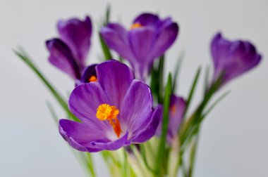 çiğdemler çiçekler bahar