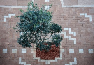 Bahai bahçelerde ağaç