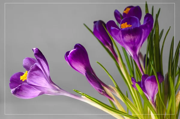 Crochi fiori primaverili — Foto Stock