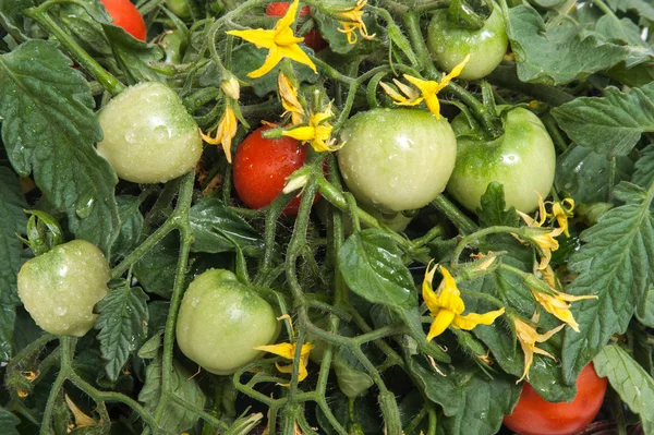 Ramo de tomates vermelhos e verdes — Fotografia de Stock