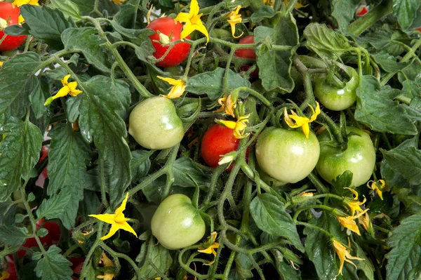 Rama de tomates rojos y verdes — Foto de Stock