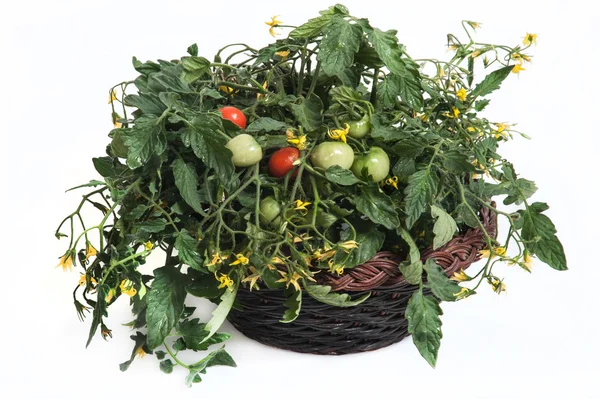 Ramo de tomates em cesta — Fotografia de Stock