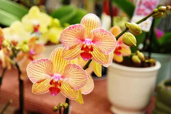 Beautiful streaked orchid flowers — Stock Photo, Image