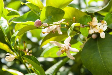 çiçek ve pamela meyve ağacı üzerinde.