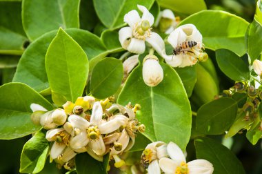çiçek ve pamela meyve ağacı üzerinde.
