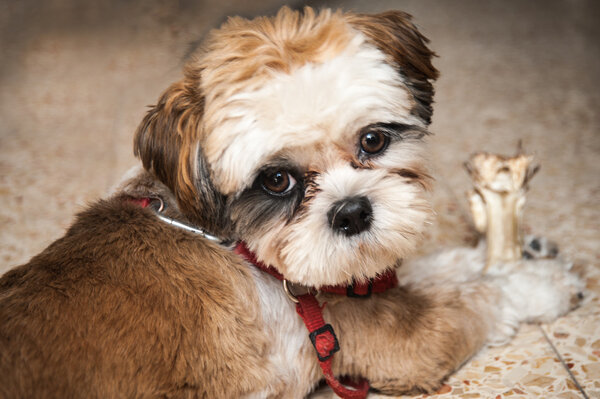 Cute Shih-tzu puppy with  a bone