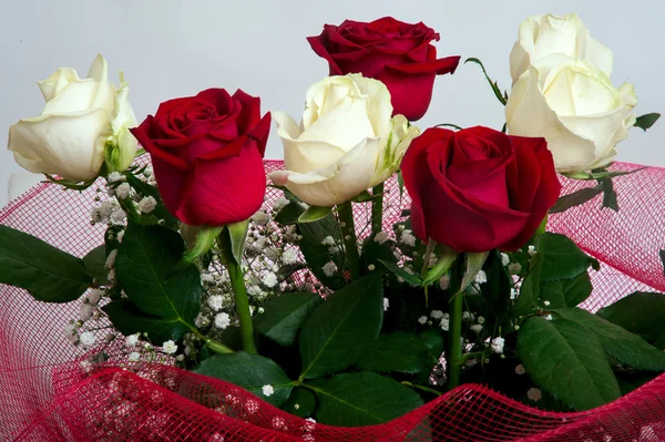 Rosas vermelhas frescas — Fotografia de Stock