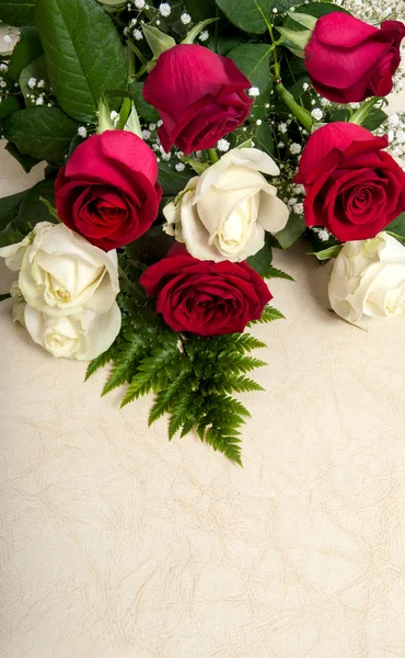 Fresh red  roses — Stock Photo, Image