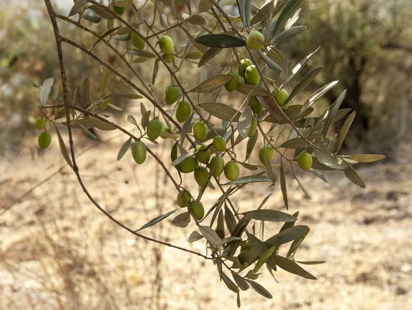 Zweig Grüne Olive Mit Früchten — Stockfoto