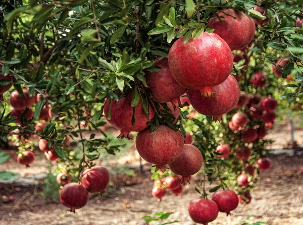 Reife Granatapfelfrüchte Auf Den Zweigen Der Bäume Garten — Stockfoto