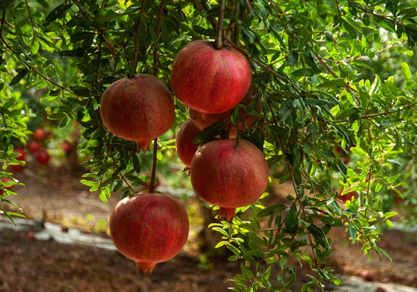 Reife Granatapfelfrucht Ast — Stockfoto