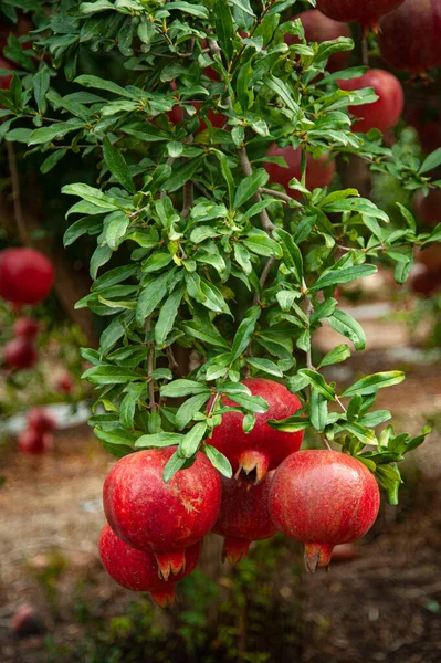 Grenade Mûre Fruits Sur Branche Arbre — Photo