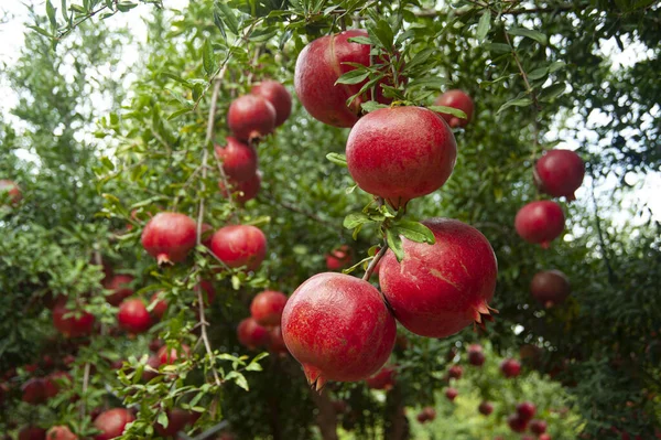 Fruto Maduro Granada Rama Árbol — Foto de Stock