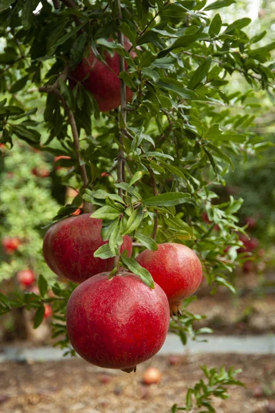 Fruta Romã Madura Ramo Árvore — Fotografia de Stock