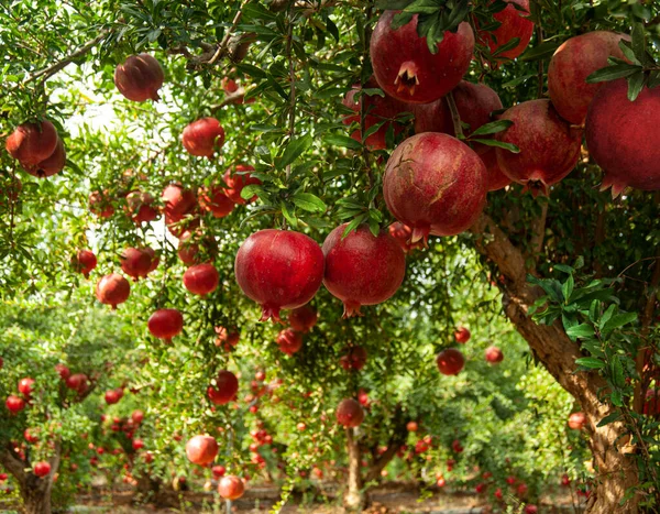 Frutos Romã Madura Nos Ramos Das Árvores Jardim — Fotografia de Stock