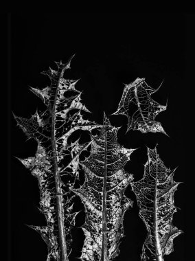 Siyah arkaplanda kuru yapraklar.